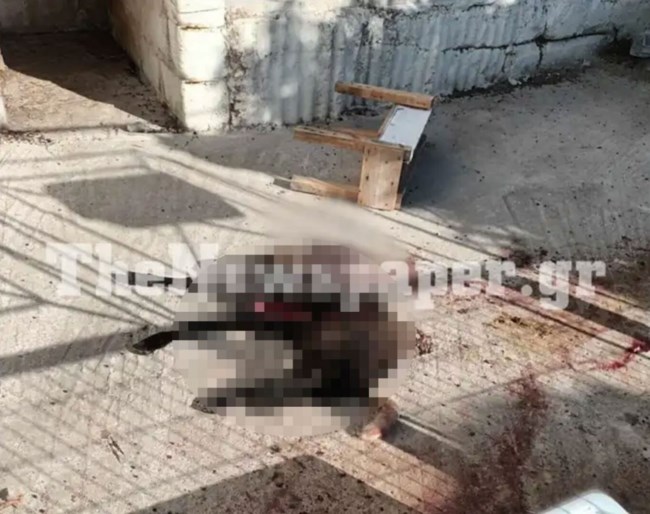 ΑΡΝΙ ΚΤΗΝΩΔΙΑ