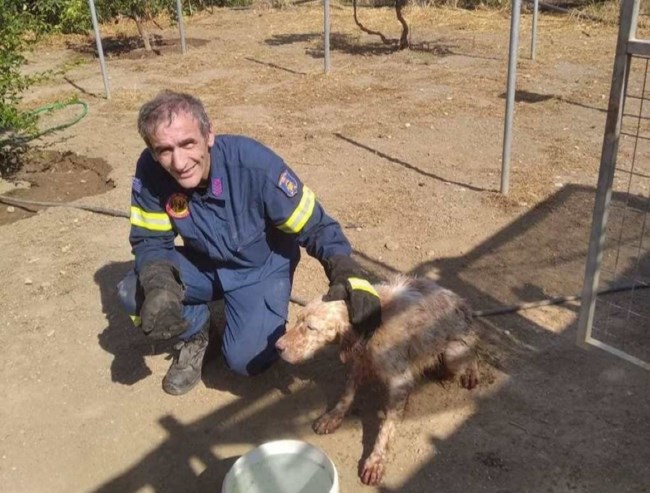 ΣΚΥΛΟΣ ΠΗΓΑΔΙ ΡΟΔΟΣ