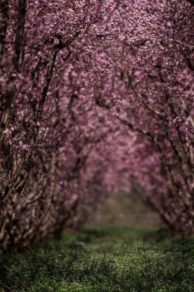 ΑΝΘΙΣΜΕΝΕΣ ΡΟΔΑΚΙΝΙΕς ΒΕΡΟΙΑ