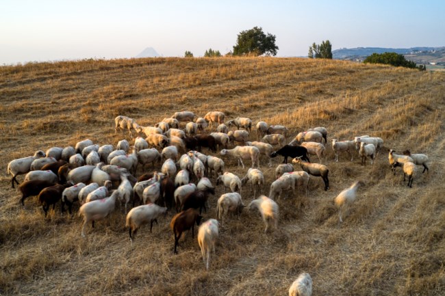 Κρούσμα πανώλης και στο Δομένικο Ελασσόνας - Να κηρυχθεί η Θεσσαλία σε κατάσταση έκτακτης ανάγκης ζητά ο Κουρέτας