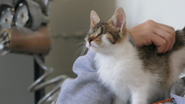 cat