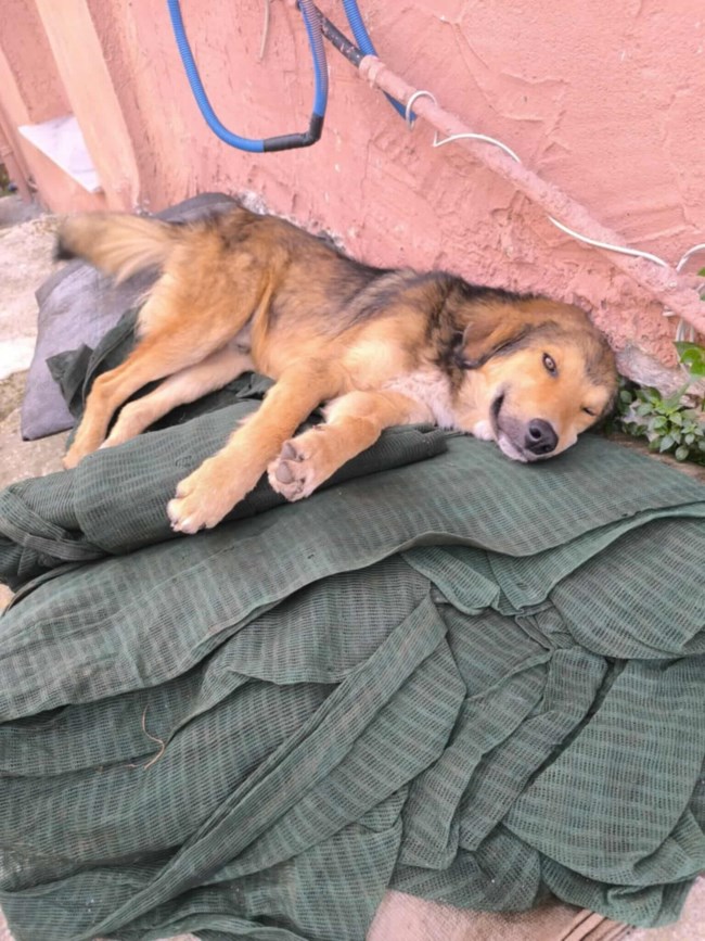 Ο μικρός είναι ο μόνος που επέζησε από φόλες μετά από μεγάλο αγώνα - Τα αδερφάκια του δεν τα κατάφεραν