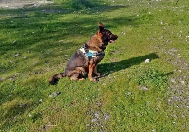 Εκπαιδευμένος σκύλος 2