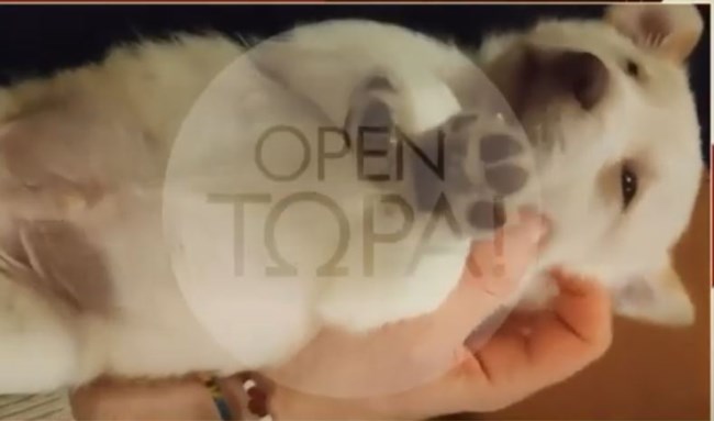 Φρίκη στη Φλώρινα: Έδεσαν και σκότωσαν τον "Μπλάνκο", τη μοναδική παρέα και συντροφιά ηλικιωμένου