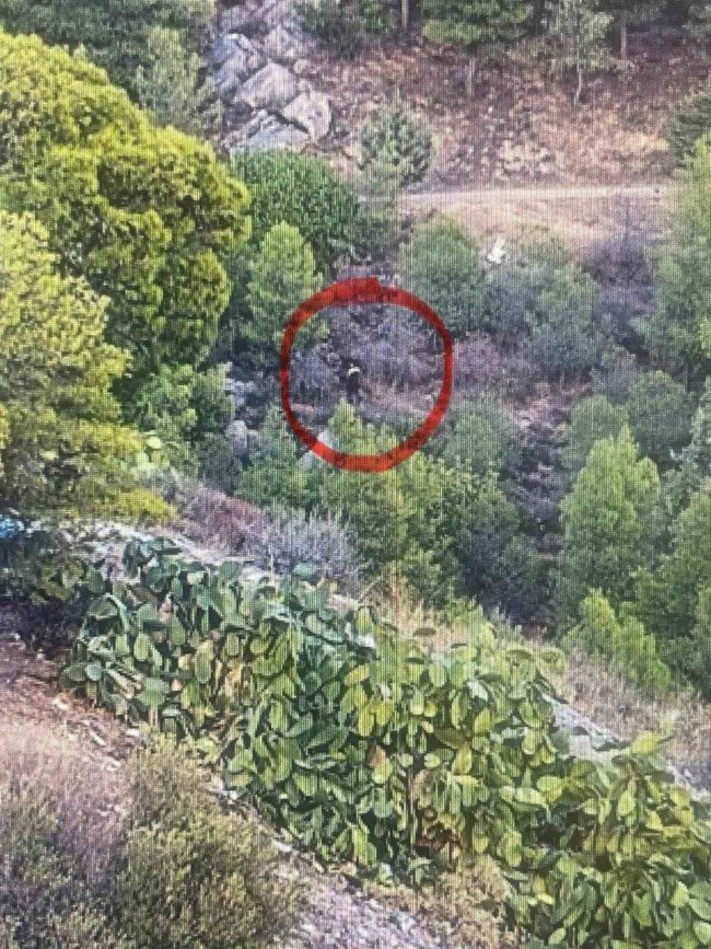 ΦΩΤΙΑ ΠΑΛΑΙΣΤΙΝΙΟΣ
