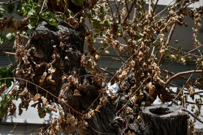 μουριες αθηνα