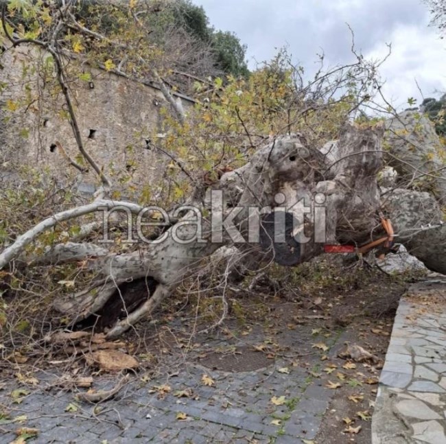 ΠΛΑΤΑΝΟΣ ΚΡΑΣΙ