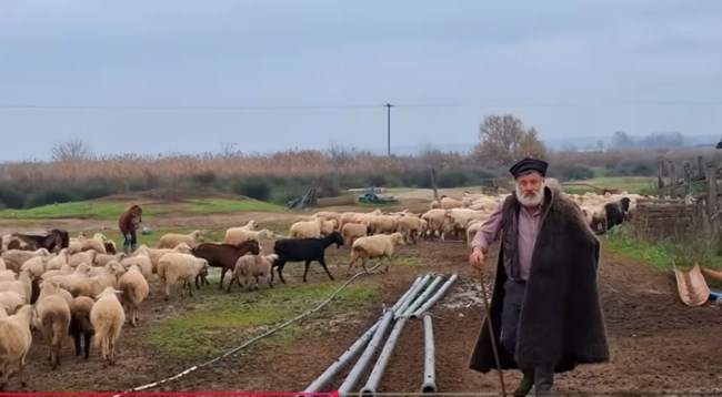 "Τρέχα, ο μπαμπάς παθαίνει εγκεφαλικό" - Συγκλονίζει η κόρη του κτηνοτρόφου που δεν άντεξε τη θανάτωση του κοπαδιού του