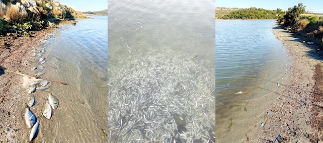 Σοκαριστική εικόνα με χιλιάδες νεκρά ψάρια στο Δρέπανο Ηγουμενίτσας