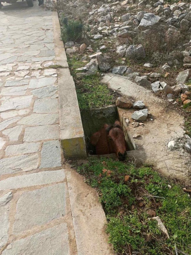 Καρέ - καρέ η διάσωση μικρού αλόγου που εγκλωβίστηκε σε στενό φρεάτιο [Eικόνες]