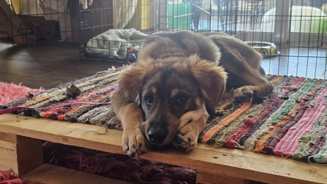 Ο Ρόκι έχει ένα δίλημμα: Να πάει βόλτα  ή να παίξει με τα παιχνίδια του;