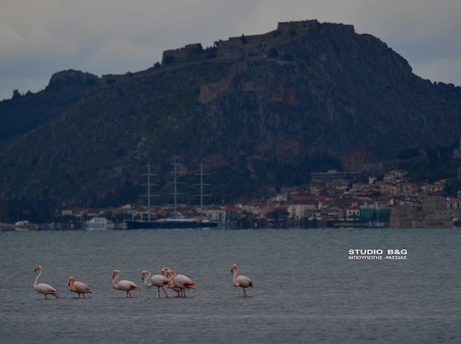 Φλαμίνγκο