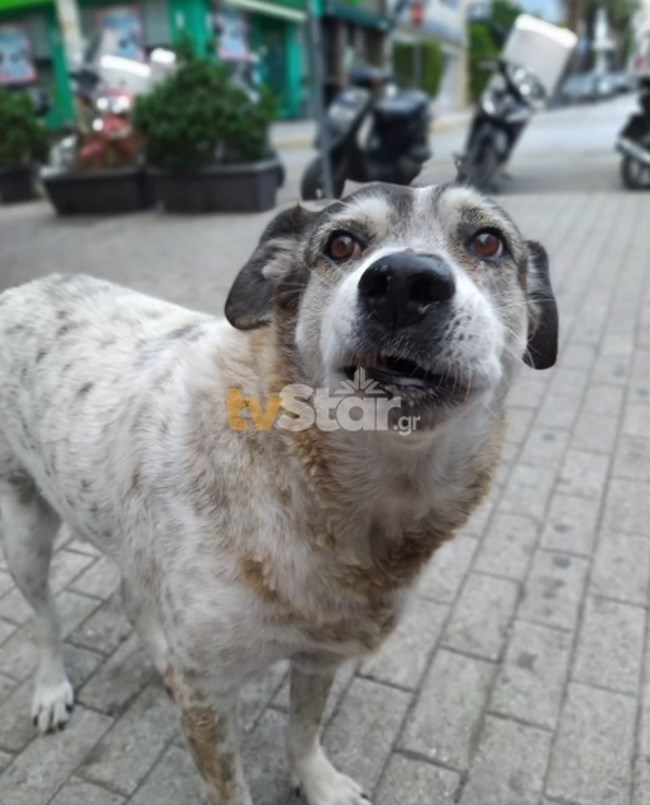 Θλίψη για τον αδέσποτο σκύλο που έγραψε ιστορία στην πόλη της Χαλκίδας