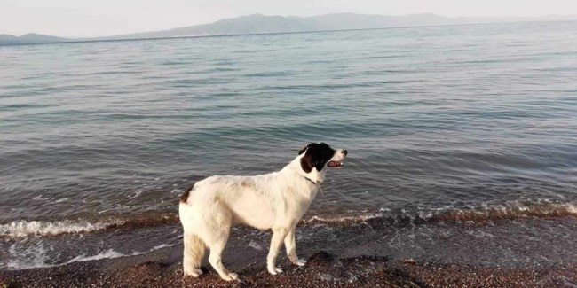 πολ