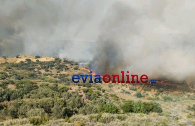 EYBOIA