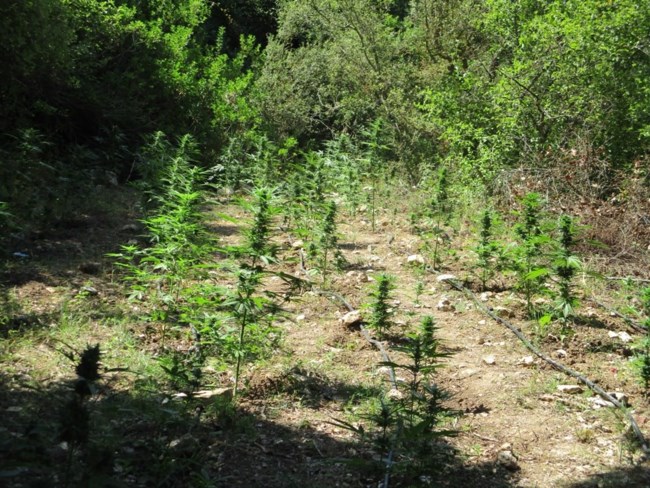 Επιχείρηση της ΕΛΑΣ στον Μυλοπόταμο: Βρήκαν οχτώ χασισοφυτείες - Άφαντοι οι δράστες