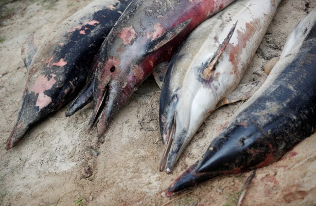 DOLPHINS