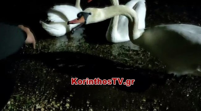 Πανέμορφες εικόνες στο Καλαμάκι Κορινθίας: Οι εντυπωσιακοί κύκνοι που τράβηξαν τα βλέμματα [βίντεο]