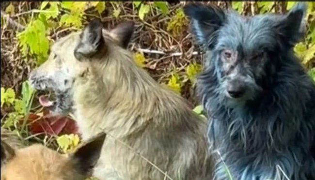 Mυστήριο: Μπλε σκύλοι εντοπίστηκαν στο Τσερνόμπιλ - Απόγονοι εγκαταλελειμμένων κατοικιδίων που ανέπτυξαν μια νέα "υπερδύναμη"