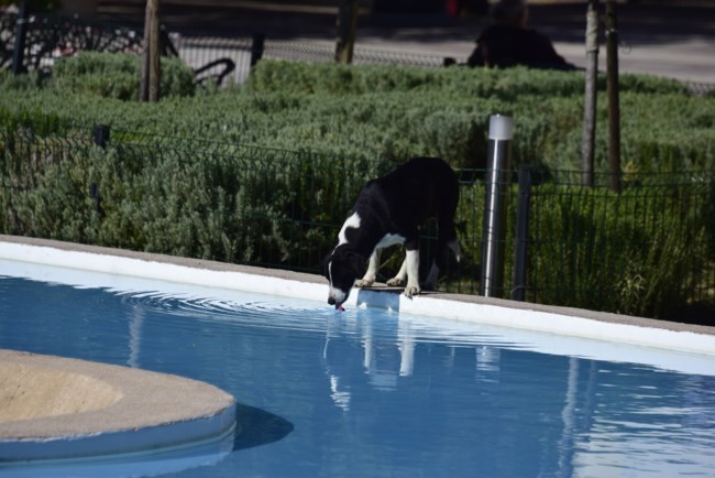 Μη ξεχάσεις τα αδέσποτα της γειτονιάς σου πριν φύγεις για διακοπές... Τι μπορούμε να κάνουμε