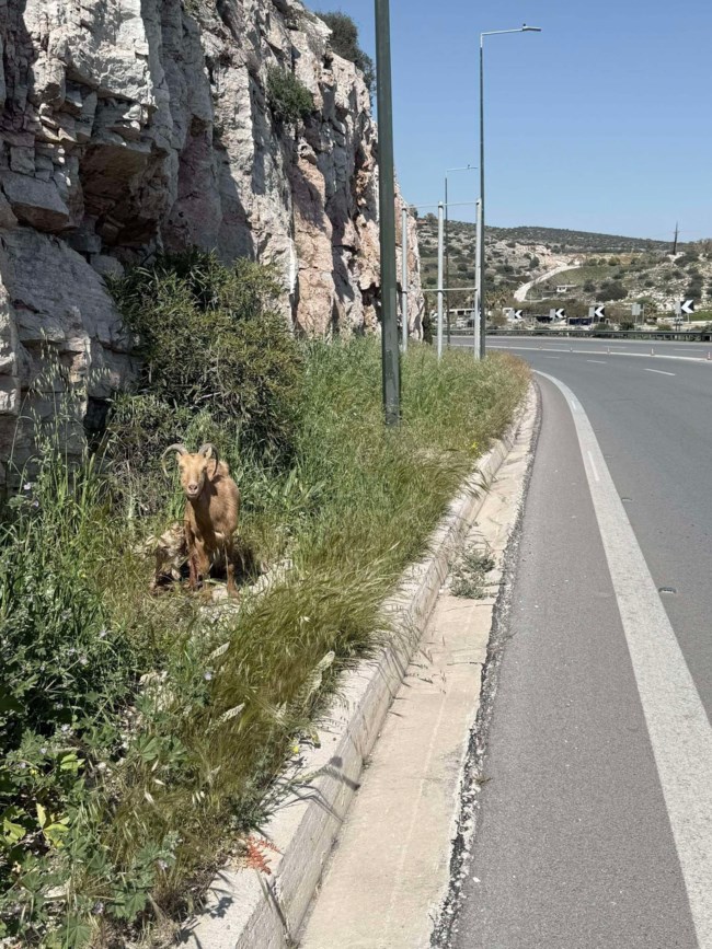 Αλυσίδα αγάπης για μια κατσικούλα και τα δύο της νεογέννητα στην παραλιακή Αθηνών - Σουνίου