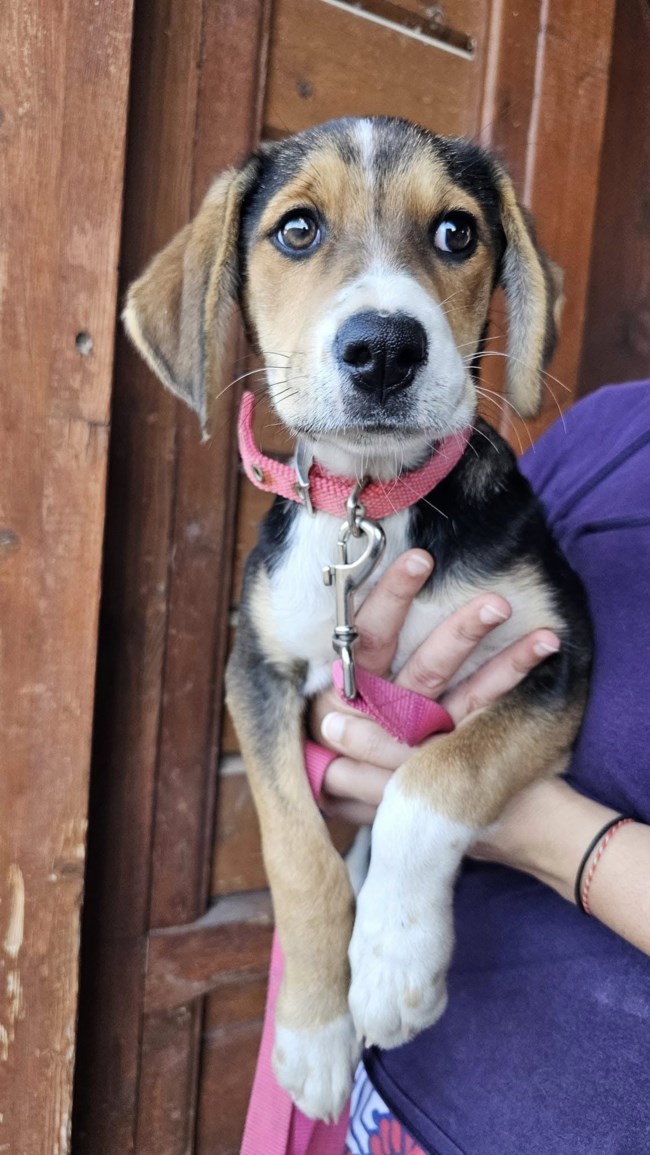 Ζευγάρι τουριστών βρήκε κουταβάκι στη μέση του πουθενά: "Δεν μπορούσαμε να την αφήσουμε εκεί, θα πέθαινε"