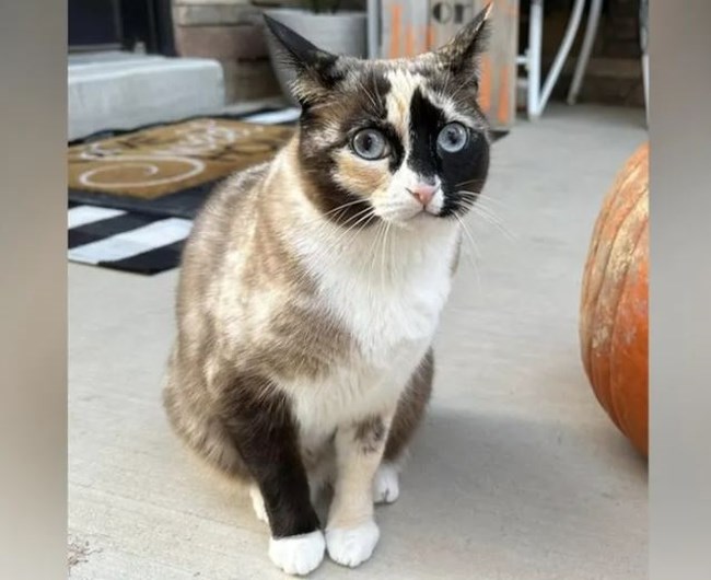 gata