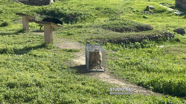 ΣΚΥΛΟΣ ΑΡΓΟΣ