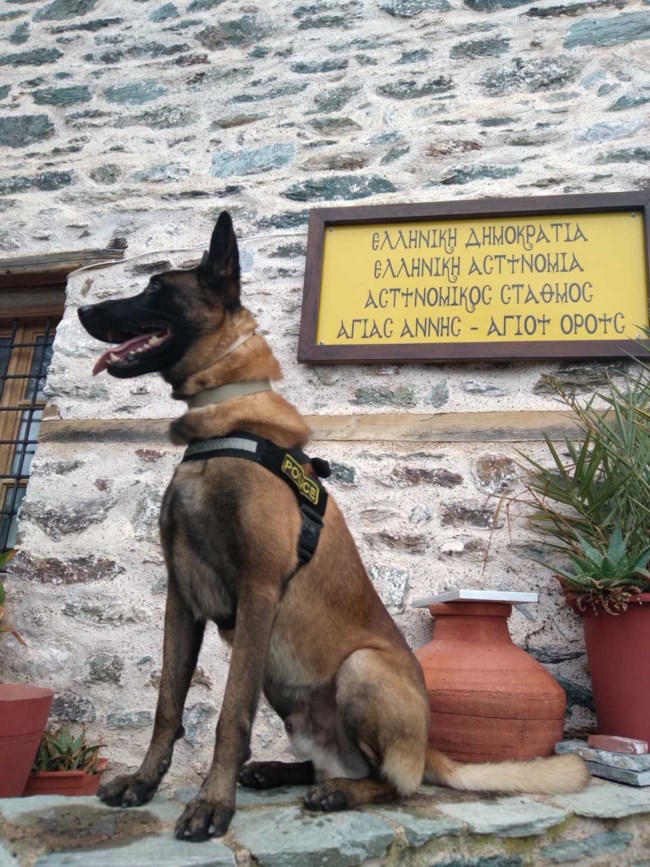 ΟΣΚΑΡ ΕΛΑΣ