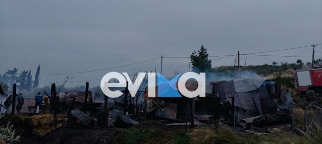 Τραγωδία στη Λίμνη Ευβοίας: Κάηκαν πρόβατα μετά από φωτιά σε μαντρί