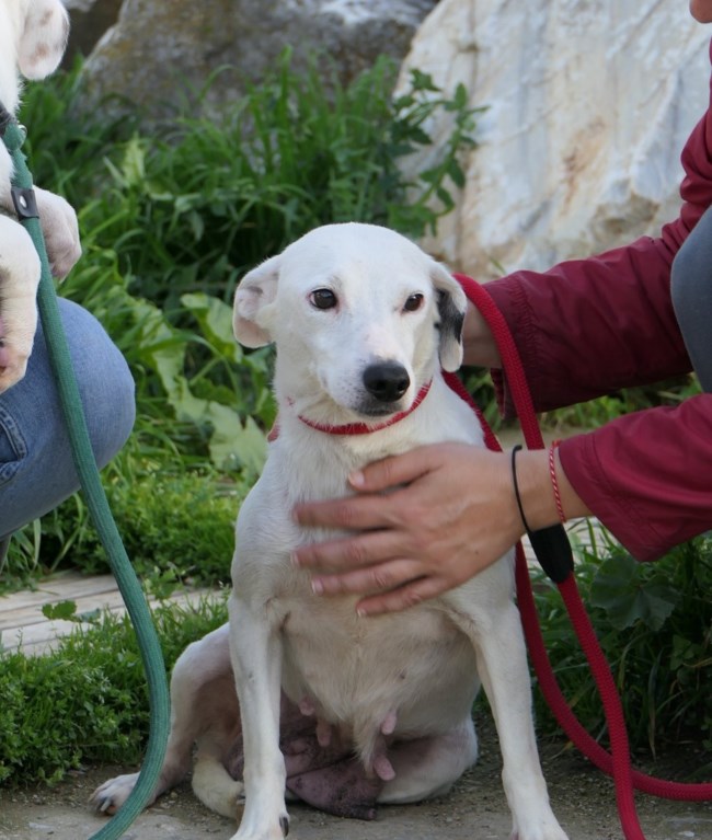 μπόνι