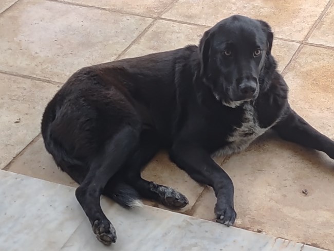 Λάρα: Ολοι νόμιζαν ότι η τύχη της άλλαξε όταν βρέθηκε υιοθεσία - Ηταν το πιο χαρούμενο λαμπραντόρ που φαντάζεστε