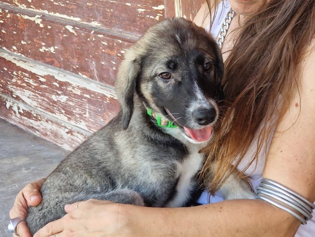 Η Μπρουκ έμαθε πια να χαλαρώνει και γίνεται ένα μικρό κουβαράκι και κοιμάται