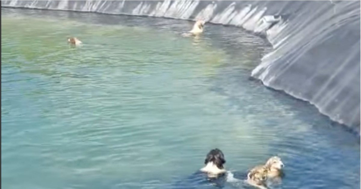 Κατερίνη: Έξι σκυλιά εγκλωβίστηκαν σε ταμιευτήρα άρδευσης - Τα έσωσαν υπάλληλοι του δήμου [βίντεο]