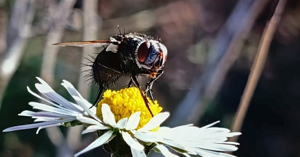 Πανικός στη Γαλλία: Δεκάδες τραυματίες από επίθεση μελισσών - Τρεις νοσηλεύονται σε κρίσιμη κατάσταση