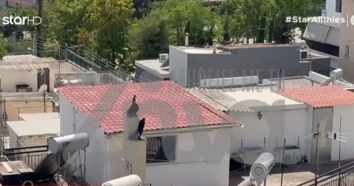 Περιστέρι: 