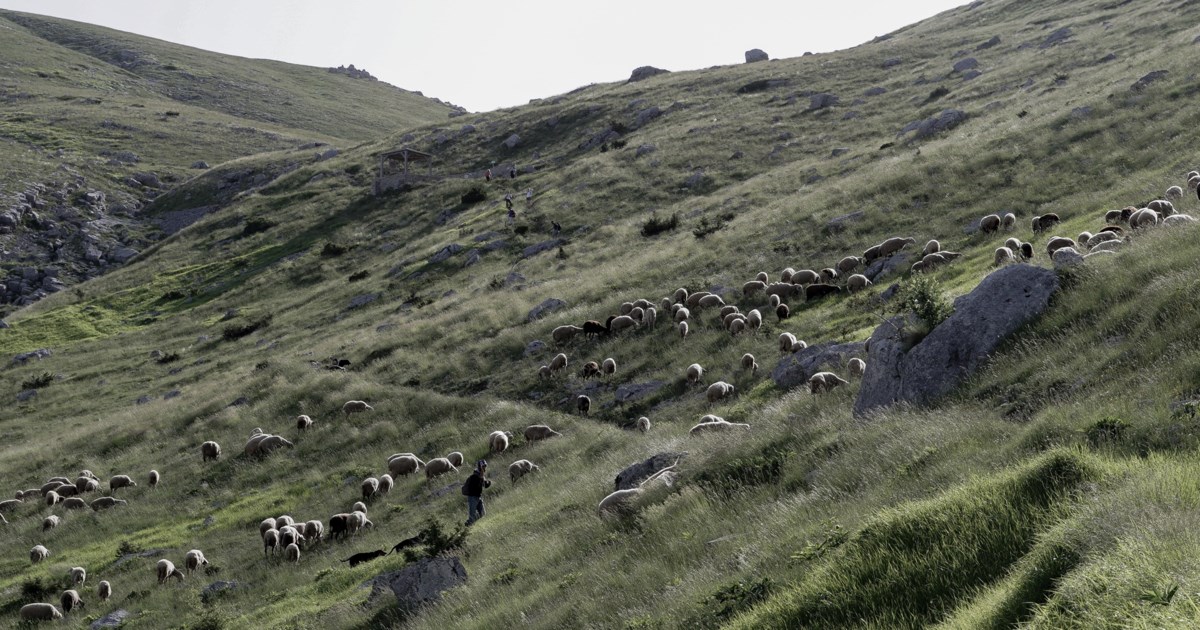 Στον εισαγγελέα του Αρείου Πάγου το ρεπορτάζ του Mega για εισαγωγή παράνομων εμβολίων κατά της ευλογιάς αιγοπροβάτων