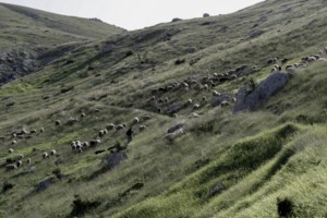 Στον εισαγγελέα του Αρείου Πάγου το ρεπορτάζ του Mega για εισαγωγή παράνομων εμβολίων κατά της ευλογιάς αιγοπροβάτων