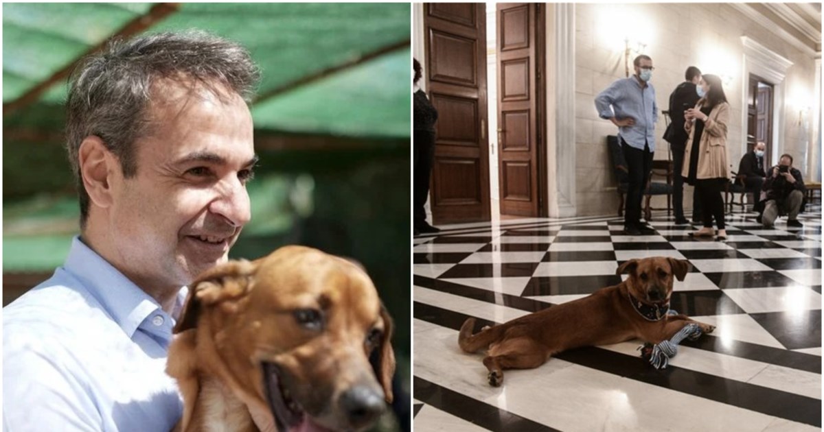 Η επιστροφή του... κομματόσκυλου: Η selfie Μητσοτάκη μαζί με τον Peanut στο Μαξίμου