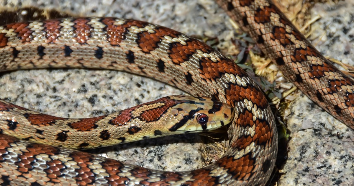 Λαμία: Στη ΜΕΘ 16χρονος έπειτα από δάγκωμα οχιάς