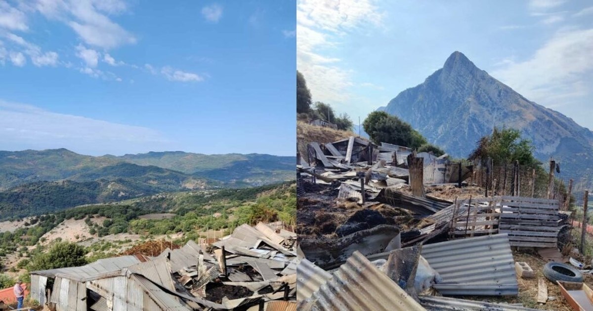 Καλάβρυτα: Ο κεραυνός χτύπησε δέντρο και σκότωσε 48 πρόβατα που είχαν πάει για να προφυλαχθούν από τη βροχή [εικόνες] - εικόνα 3