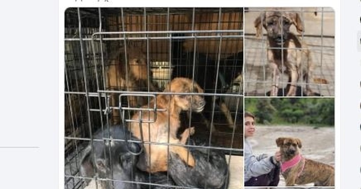 Συγκινητικό: Οικογένεια βρήκε το σκυλάκι της πέντε χρόνια μετά, εκατοντάδες χιλιόμετρα μακριά [βίντεο] - εικόνα 2