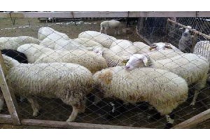 Σύσκεψη με Μητσοτάκη για ευλογιά των αιγοπροβάτων: Κρίσιμο το επόμενο τρίμηνο - Όχι σε μαζικό εμβολιασμό - εικόνα 4