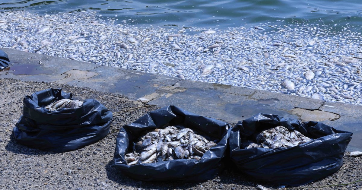 Πτολεμαΐδα: Ξεβράζει νεκρά ψάρια η τεχνητή λίμνη του Περδίκκα [εικόνες - βίντεο] - εικόνα 4