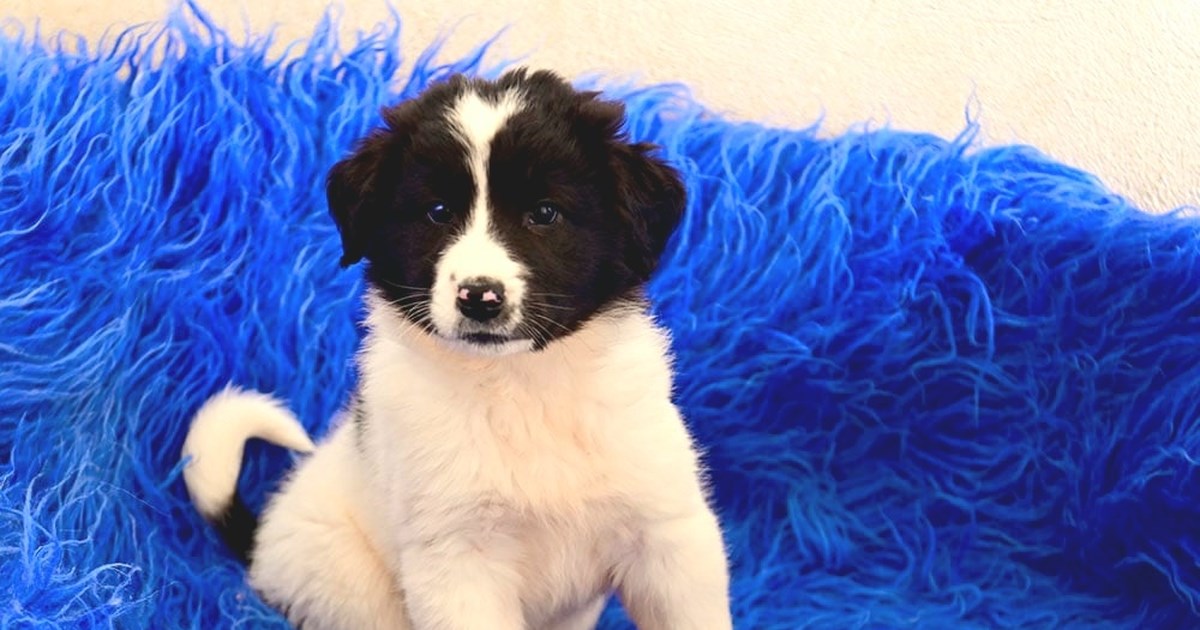 Καλυψώ η ζουμπουρλού: Μόλις  2,5 μηνών με την τύχη όσων μωρών γεννήθηκαν στο πουθενά