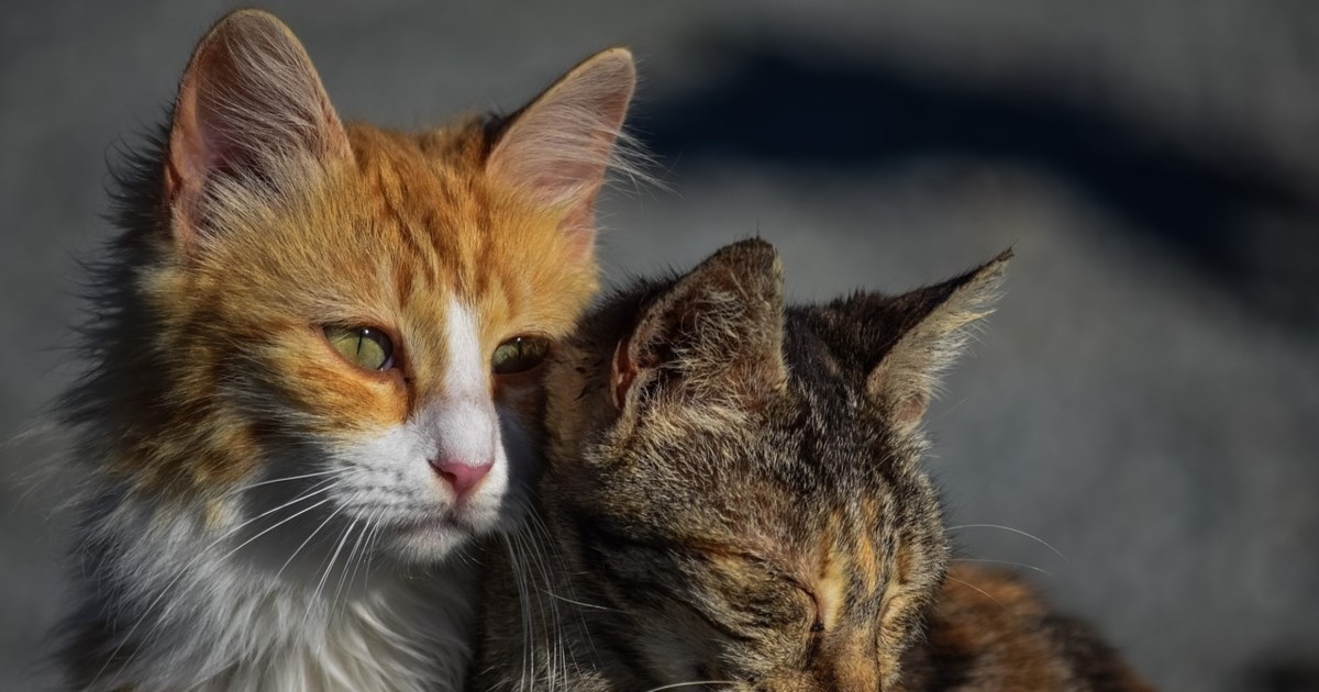 "Αν συνεχίσεις το τάισμα, θα σκοτώσω και τα άλλα...": Το απειλητικό μήνυμα του 47χρονου στην Κυψέλη - Νεκρός ο μαχαιρωμένος σκύλος - εικόνα 2
