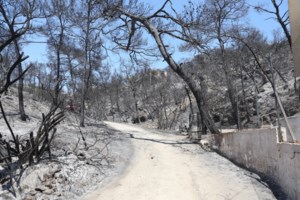 Φωτιά στην Τουρτούγια Λάρισας - Σηκώθηκε και ελικόπτερο