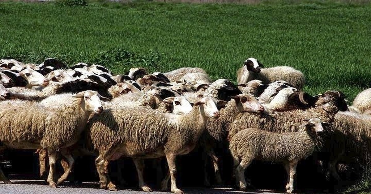Συναγερμός στην Κρήτη για την ευλογιά των προβάτων: Απαγόρευση εισόδου αιγοπροβάτων στο νησί
