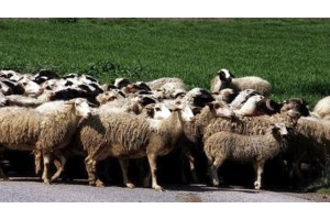 Συναγερμός στην Κρήτη για την ευλογιά των προβάτων: Απαγόρευση εισόδου αιγοπροβάτων στο νησί