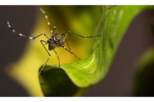 Ιός του Δυτικού Νείλου: Οι επτά περιοχές υψηλού κινδύνου στην Ελλάδα - εικόνα 2